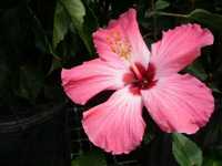 pochette album The story