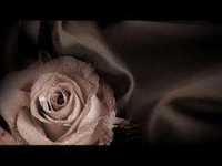 pochette album I love you to death (drive safe)