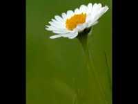 pochette album The closest thing