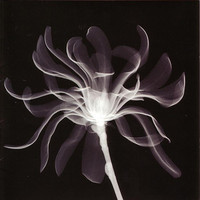 pochette album Yearling