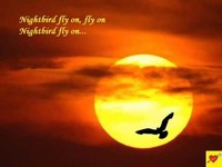 pochette album Nightbird