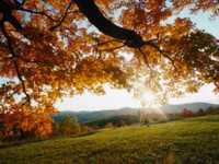 pochette album Bis das der tod uns scheidet