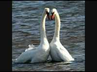 pochette album Lord of the reedy river