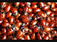 pochette album Somewhere out there