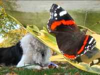 pochette album The best of me