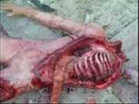 pochette album Mikey and the apartment of misfit porn