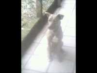 pochette album Willie and the hand jive