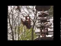 pochette album Animals in the zoo