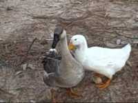 pochette album Ducks on the wall