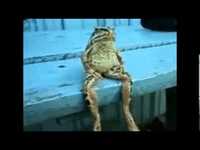 pochette album Nobody gives