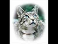 pochette album Doctor fox