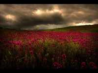 pochette album Lilienmeer