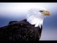 pochette album Cos'è