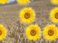 pochette album Brass buttons