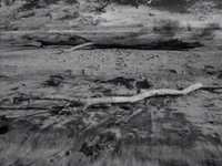 pochette album Cette blessure