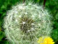 pochette album Dandelion.