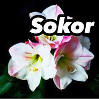 pochette album Ibile