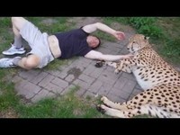 pochette album Cheetah