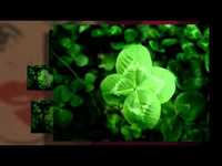 pochette album I m looking over a four leaf clover