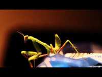 pochette album Brand new set of teeth