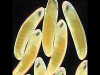 pochette album Wet-nurse syndrome hand-me-down display case