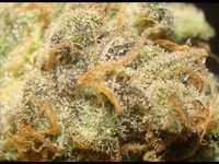 pochette album Grass cloud