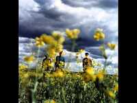 pochette album What s that scene