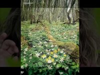 pochette album There was a time