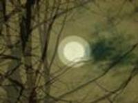 pochette album Wind cheetah