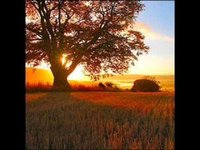 pochette album Fields of gold