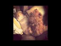 pochette album Sunday night