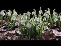 pochette album You must believe in spring