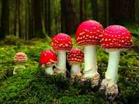 pochette album Tiny kingdom