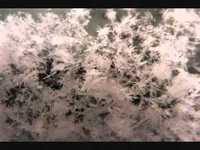 pochette album Doucement