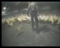 pochette album Grotesque