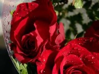 pochette album Fourteen roses