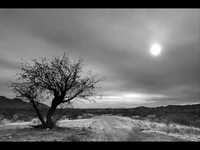 pochette album Snowball