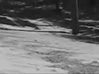 pochette album I've got a lovely bunch of coconuts