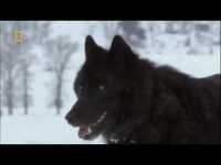 pochette album Wolves from the fog