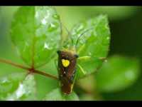 pochette album All my trials