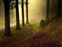 pochette album Song for you