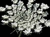 pochette album Souvenir