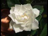 pochette album Boulevard of broken dreams