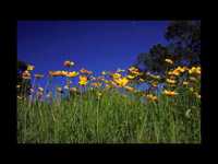 pochette album Love-wise