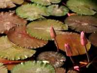 pochette album Someone to tell it to