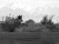 pochette album Hungry ants