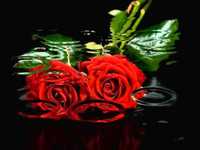 pochette album Nightingale