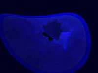 pochette album Secret love