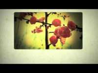 pochette album Hallelujah