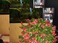 pochette album Last rose of summer